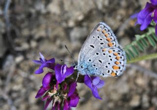 Anadolu Esmergz (Plebejus modicus)