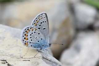 Anadolu Esmergz (Plebejus modicus)