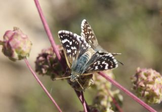 Kzl Zpzp (Spialia orbifer)