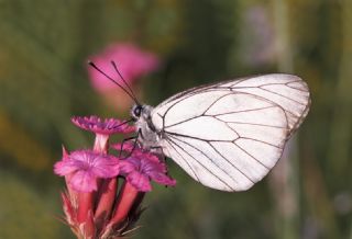 Al Beyaz (Aporia crataegi)