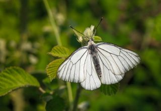 Al Beyaz (Aporia crataegi)