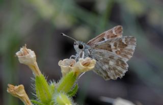 ark Zpzp (Carcharodus orientalis)