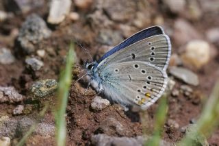 �okg�zl� G�zel Mavi&nbsp;(Polyommatus&nbsp;bellis)