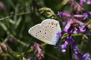 okgzl Gzel Mavi (Polyommatus bellis)