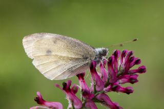 Kk Beyazmelek (Pieris rapae)