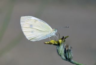 Kk Beyazmelek (Pieris rapae)