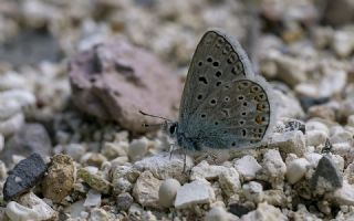 okgzl Kk Turan Mavisi (Polyommatus cornelius)