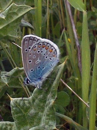 Anadolu Esmergz (Plebejus modicus)