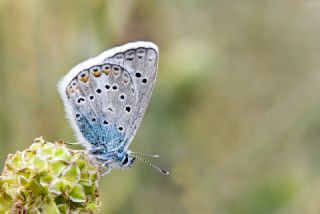 okgzl Kk Turan Mavisi (Polyommatus cornelius)