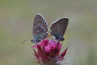 okgzl Geranium Mavisi (Polyommatus eumedon)