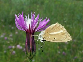 okgzl Anadolu Beyaz (Polyommatus menalcas)