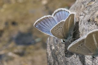 okgzl figenya (Polyommatus iphigenia)