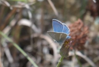 okgzl figenya (Polyommatus iphigenia)