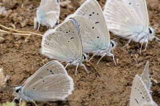 �okg�zl� Toros Mavisi&nbsp;(Aricia&nbsp;isauricus)