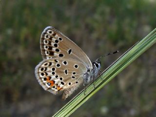 okgzl Gm Mavi (Albulina loewii)