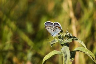 Gm Lekeli Esmergz (Plebejus argus)