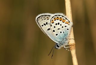 Gm Lekeli Esmergz (Plebejus argus)