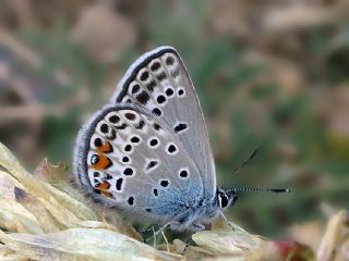 okgzl Gm Mavi (Albulina loewii)
