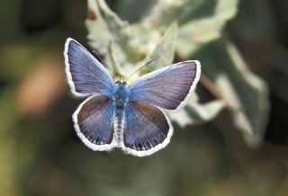 Gm Lekeli Esmergz (Plebejus argus)