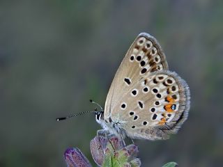 okgzl Gm Mavi (Albulina loewii)