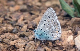 okgzl Gk Mavisi (Polyommatus bellargus)