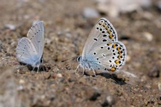 Anadolu Esmergz (Plebejus modicus)