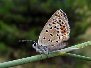 okgzl Gm Mavi (Albulina loewii)