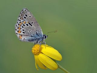 Anadolu Esmergz (Plebejus modicus)