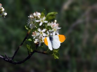 Turuncu Ssl (Anthocharis cardamines)