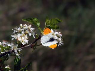 Turuncu Ssl (Anthocharis cardamines)