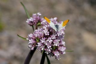 Turuncu S�sl�&nbsp;(Anthocharis&nbsp;cardamines)