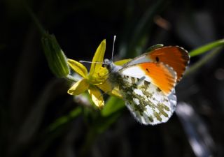 Turuncu Ssl (Anthocharis cardamines)