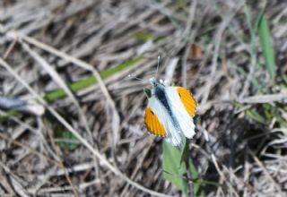 Turuncu Ssl (Anthocharis cardamines)