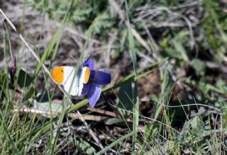 Turuncu Ssl (Anthocharis cardamines)