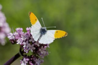 Turuncu S�sl�&nbsp;(Anthocharis&nbsp;cardamines)