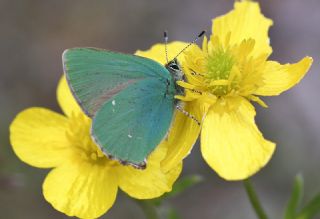 Zmrt (Callophrys rubi)