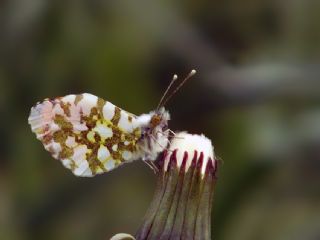 Turuncu Ssl (Anthocharis cardamines)