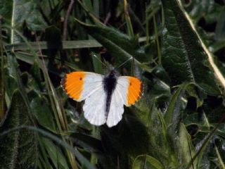 Turuncu Ssl (Anthocharis cardamines)