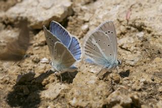 okgzl Poseydon Mavisi (Polyommatus poseidon)