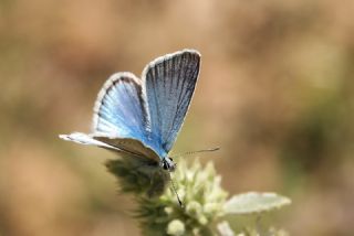 okgzl Ar Mavisi (Polyommatus vanensis)