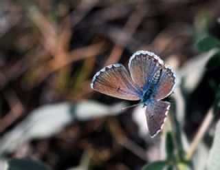 Himalaya Mavisi (Pseudophilotes vicrama)