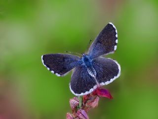 Himalaya Mavisi (Pseudophilotes vicrama)