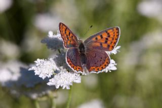 sli Bakr Gzeli (Lycaena tityrus)