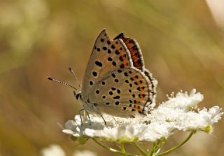 sli Bakr Gzeli (Lycaena tityrus)