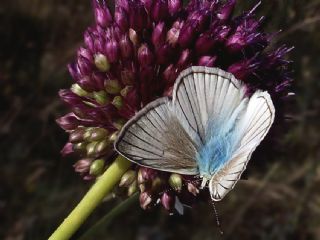 okgzl Anadolu Beyaz (Polyommatus menalcas)