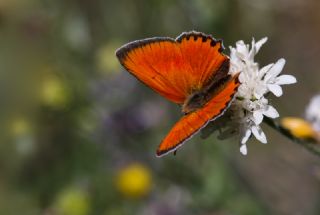 Orman Bakr Gzeli (Lycaena virgaureae)