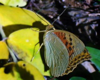 Bahadr (Argynnis pandora)