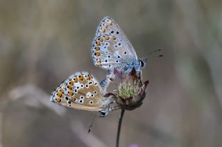 okgzl Balkan Mavisi (Aricia anteros )