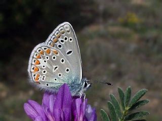 okgzl Meneke Mavisi (Polyommatus thersites)