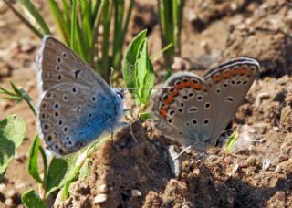 Doulu Esmergz (Plebejus carmon)